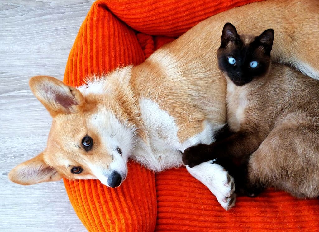 A corgi and a cat curled up together in a bed