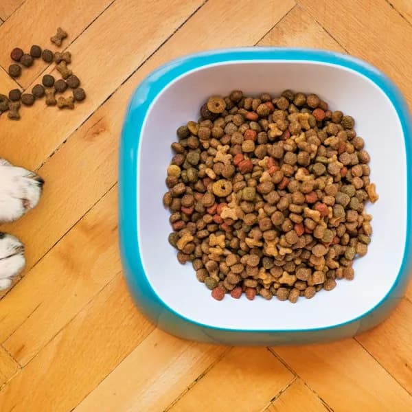 Drools Chicken & Egg Adult Dry Dog Food