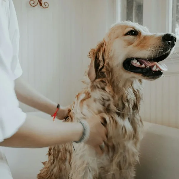 Himalaya Scavon Vet Skin Spray