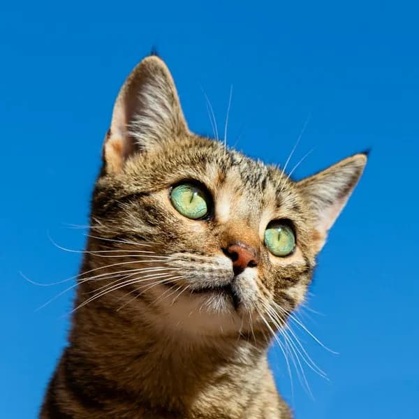 Farmina N&D Chicken & Pomegranate Adult Cat Food