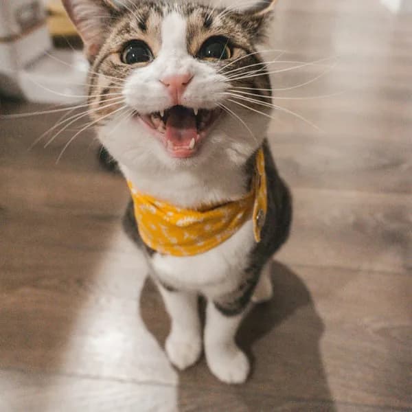 Me-O Kitten Ocean Fish Dry Cat Food