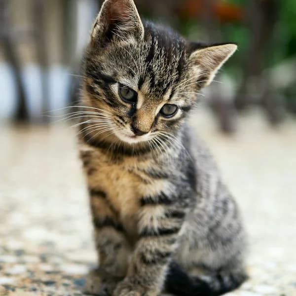 Me-O Crispy Cat Treats Tuna