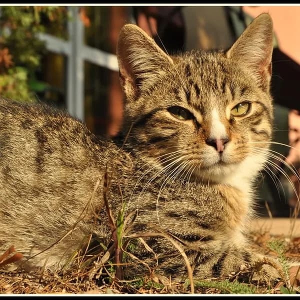 Me-O Clumping Cat Litter Lemon