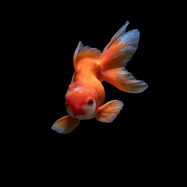 PSN Essentials Betta Desk Tank 5 L
