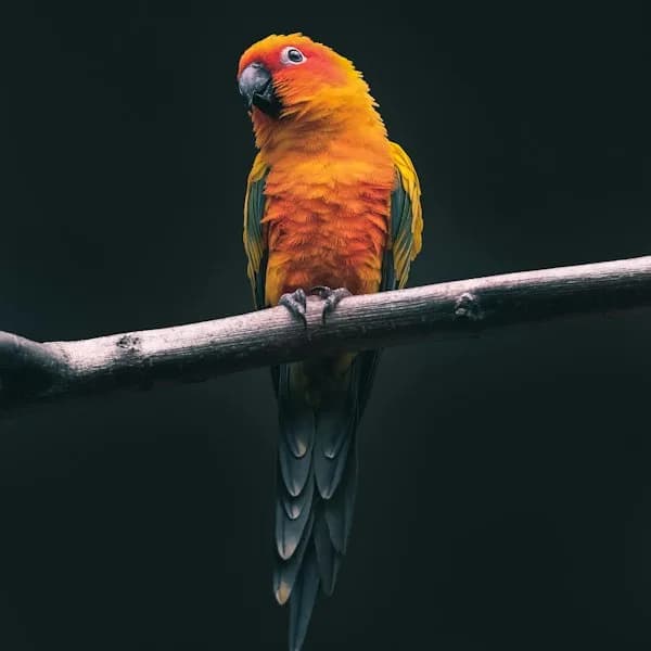 Versele-Laga NutriBird B14 Pellets