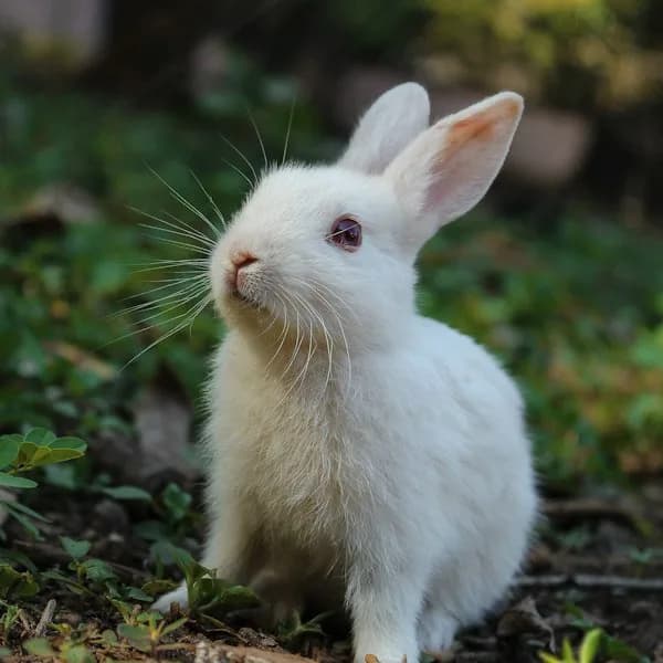 Vitapol Economic Rabbit Food