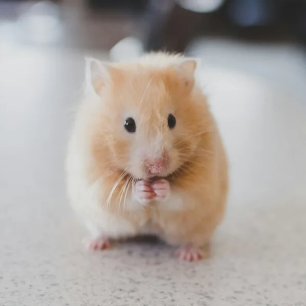 Vitapol Economic Hamster Food